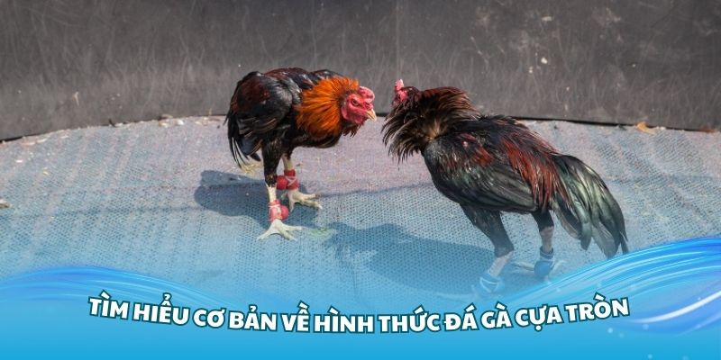 đá gà cựa tròn